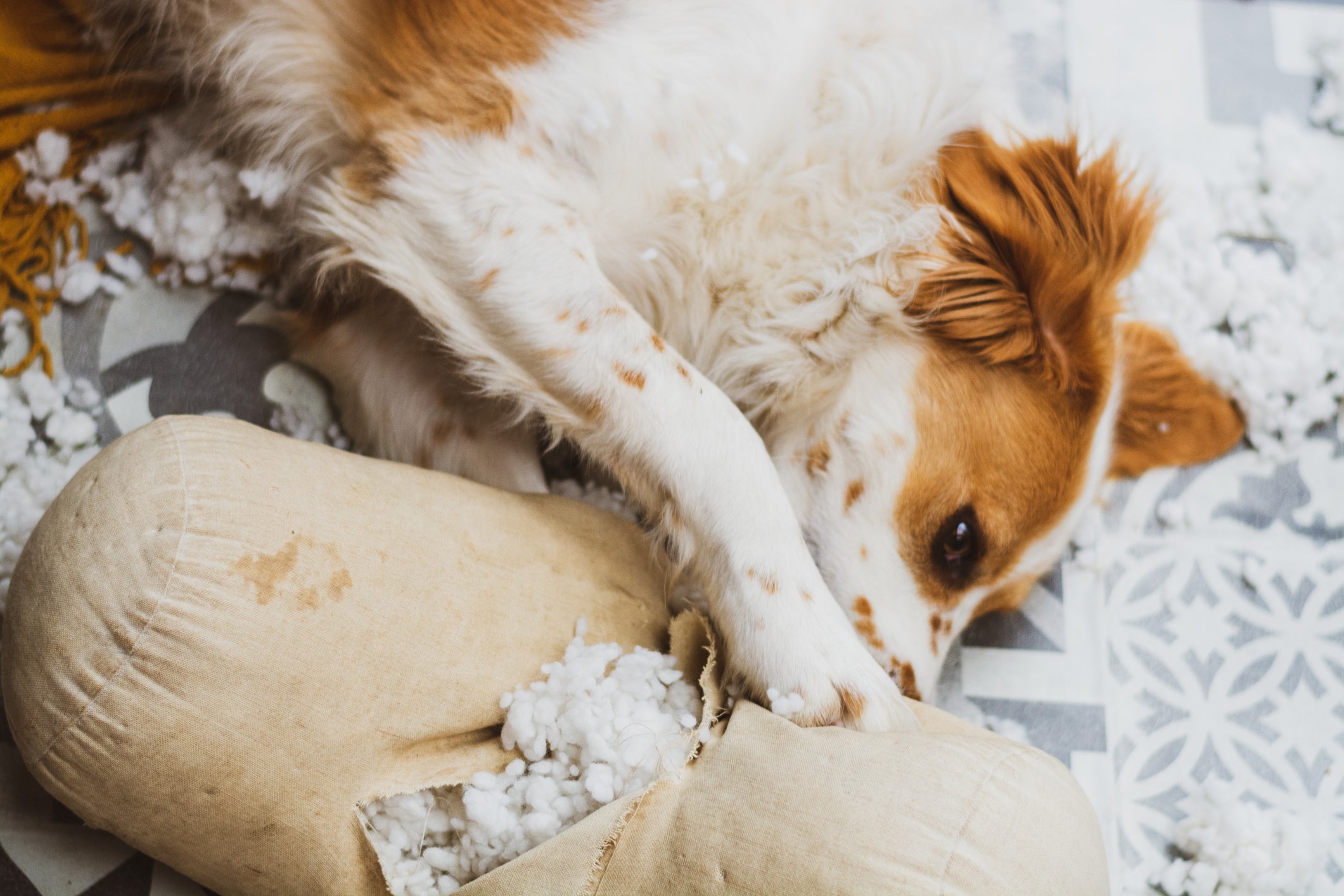 Veja dicas de como evitar que seu cachorro sofra com ansiedade de separação