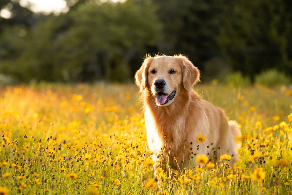 Antialérgico: cães podem ter reações alérgicas ao pólen das flores