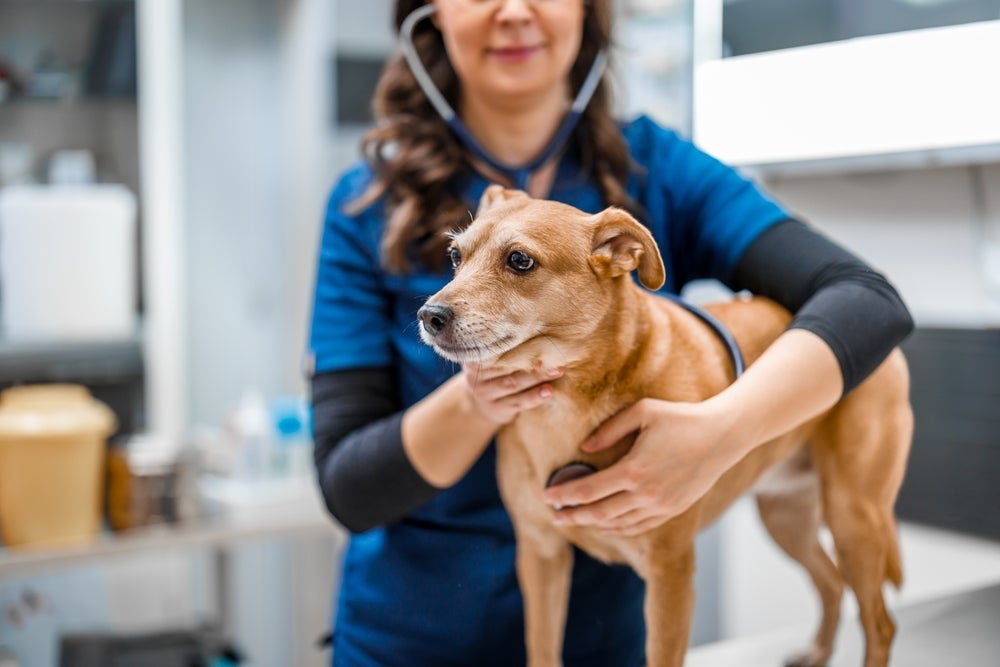 Somente um especialista pode definir qual o melhor antialérgico para cachorro