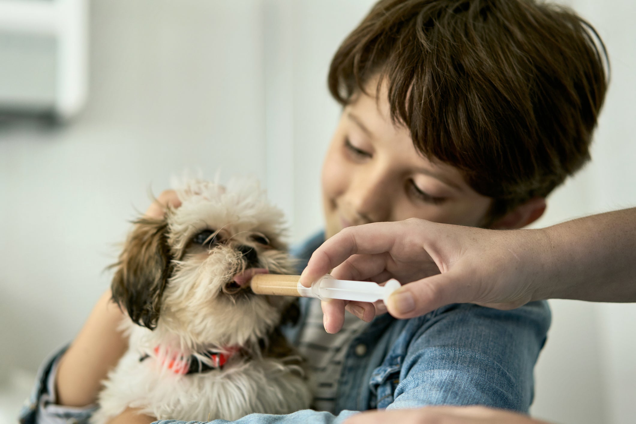 Antibiótico para cachorro: é fundamental seguir a prescrição corretamente, respeitando a frequência e doses do medicamento