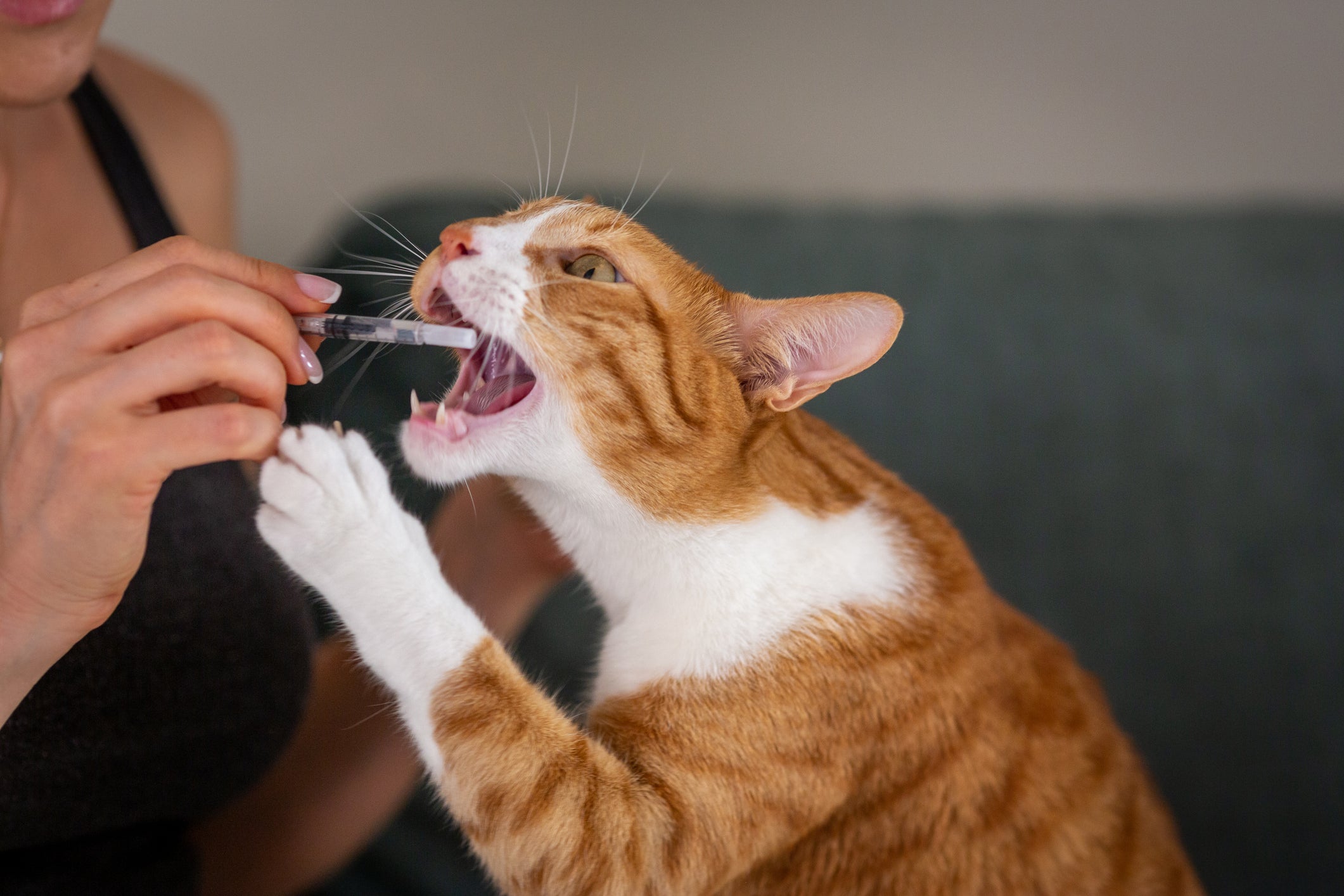O antibiótico para gatos deve ser utilizado depois de prescrição médica
