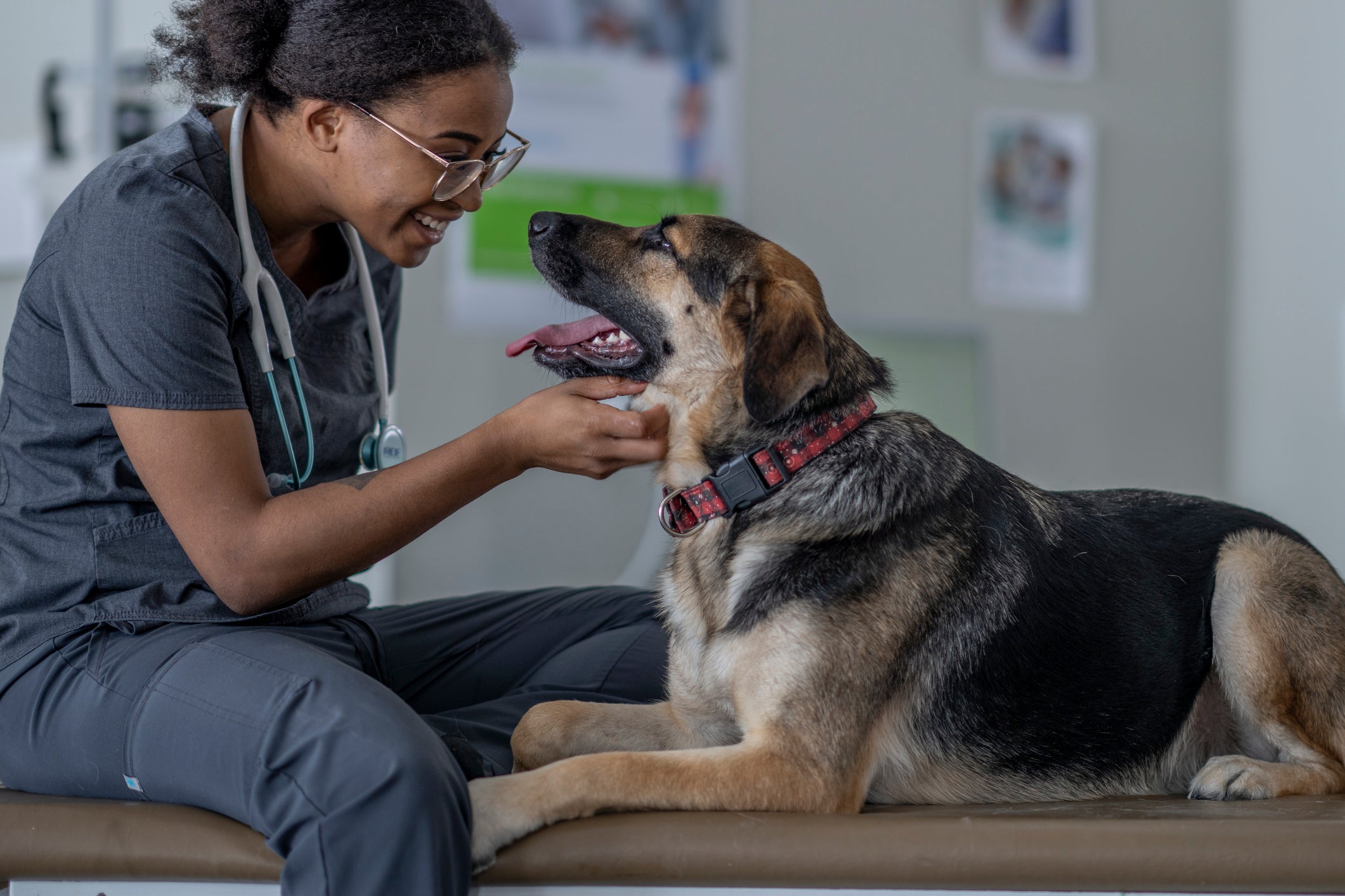 O anti-inflamatório para cães deve ser utilizado com prescrição médica