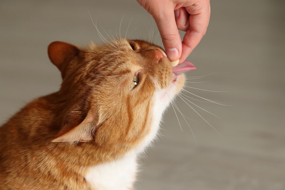 Um dos antipulgas para gatos mais eficientes são os compridos