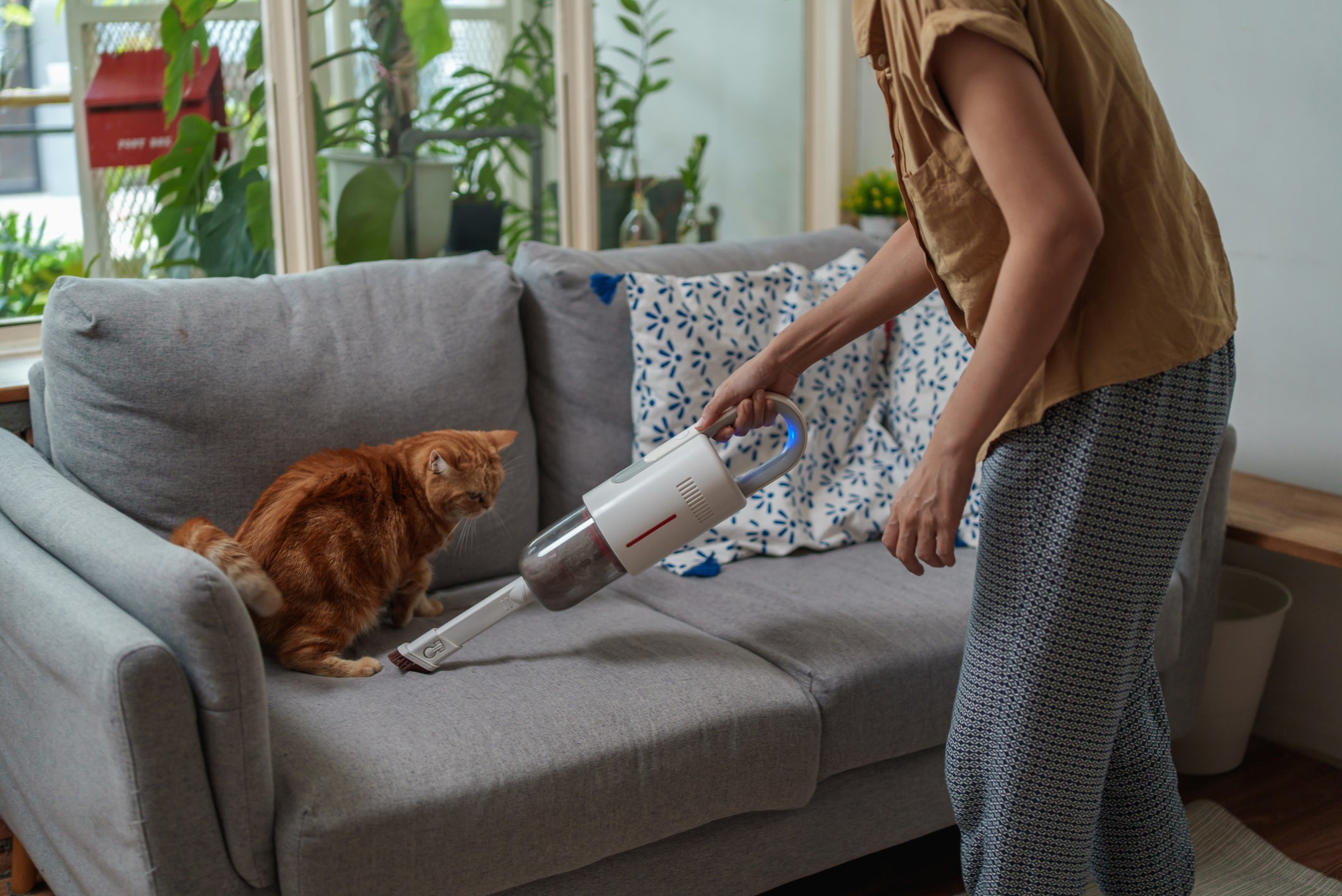 Além do antipulgas para gatos, a limpeza do ambiente é essencial para acabar com as pulgas
