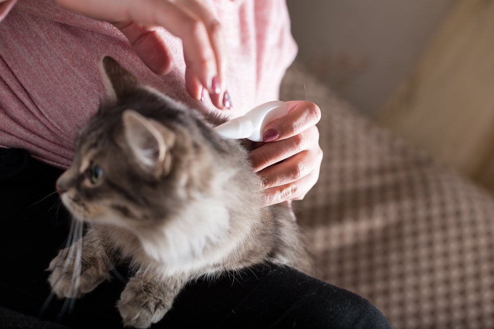 O antipulgas para gatos tem diferentes formatos, como a pipeta
