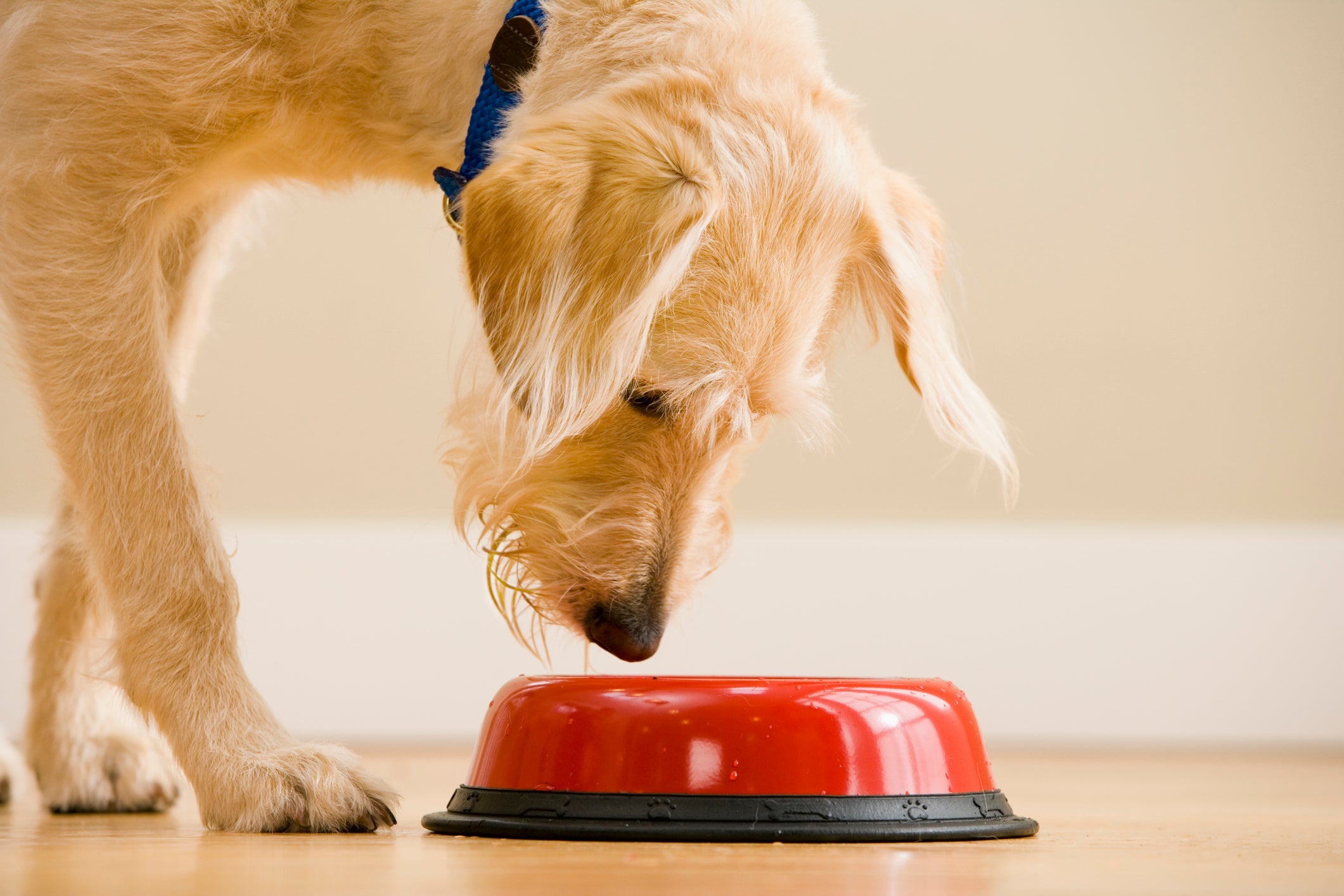 O antitóxico para cachorro pode ser misturado com sachê canino