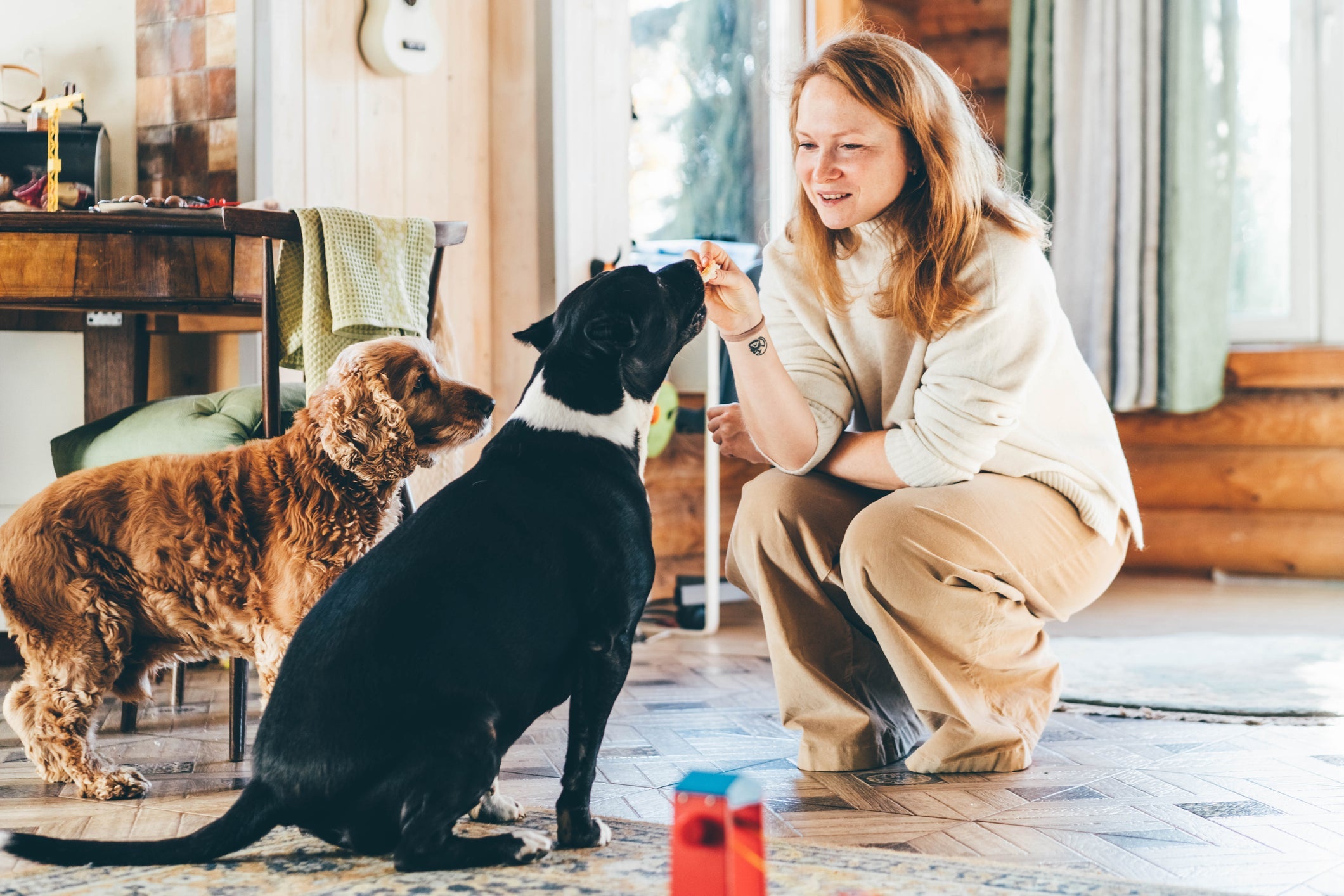 Na hora de ensinar os comandos para cachorro, é importante investir em recompensas para garantir um bom resultado