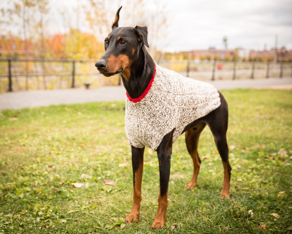 Faça roupas para cachorros grandes utilizando blusas e camisetas que você não usa mais