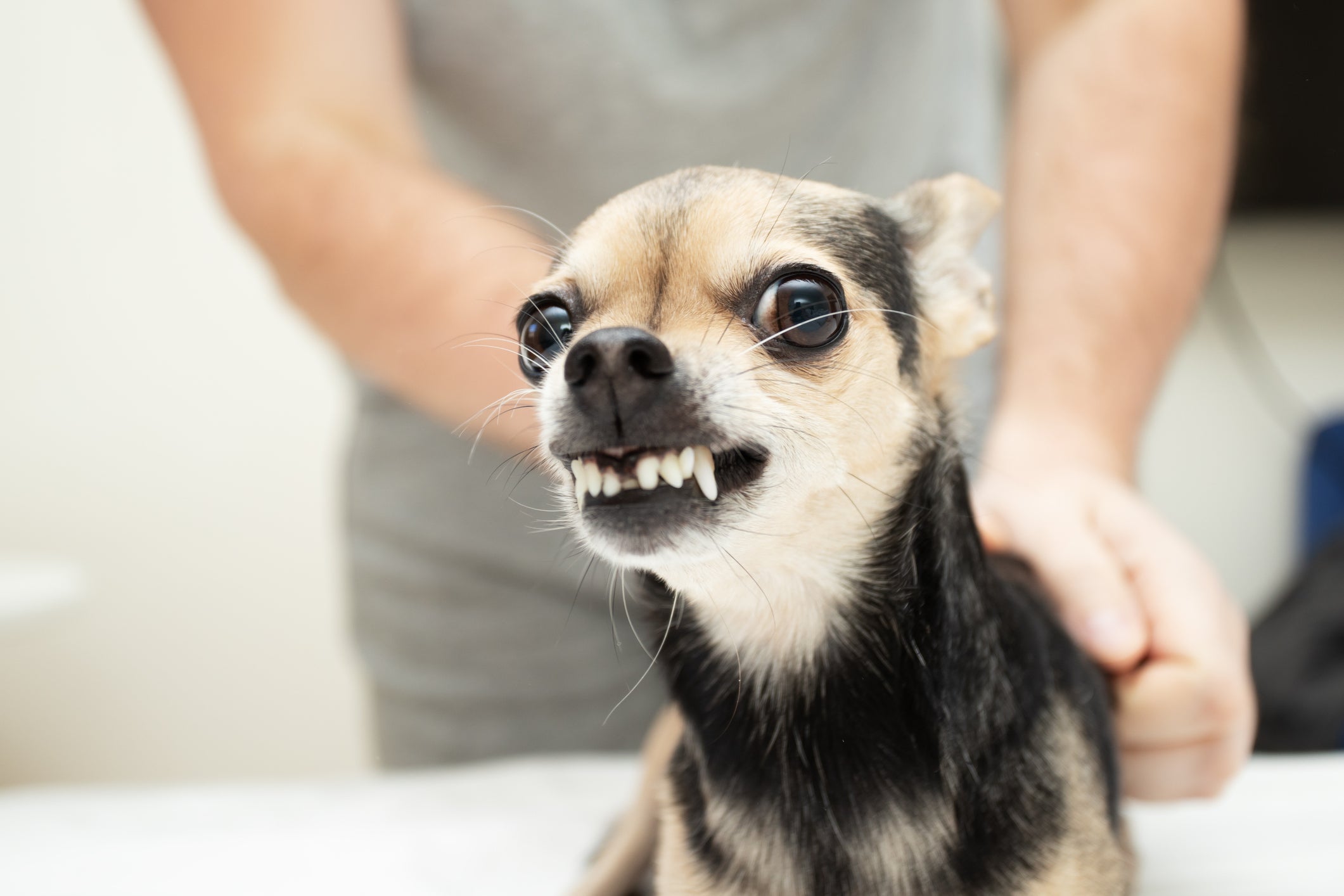 Antes de ter um cachorro brigando, o animal vai emitir alguns sinais de que está se preparando para atacar