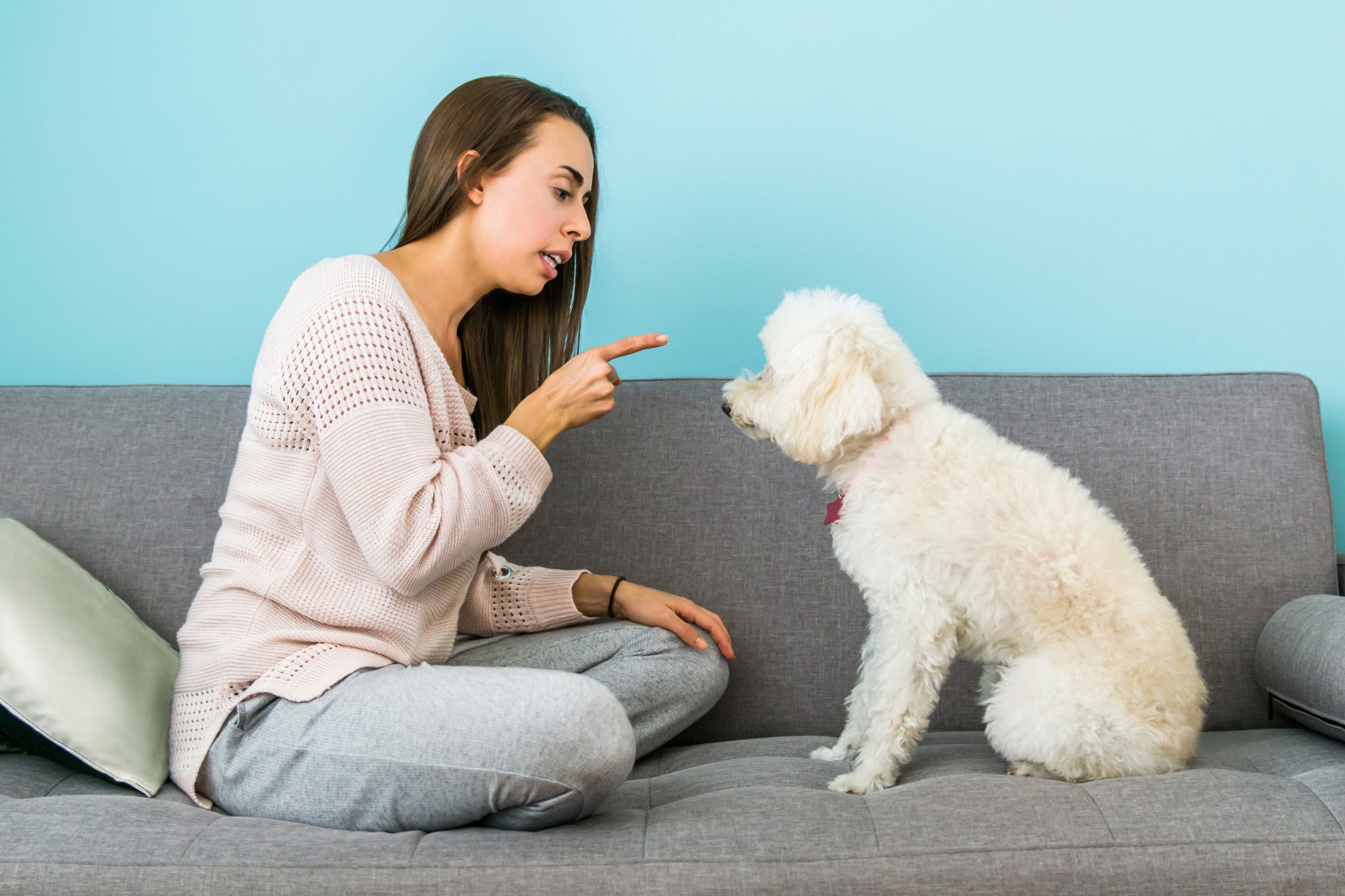 Nomes para cachorro macho ou fêmea não podem ser parecidos com "senta" ou "deita"