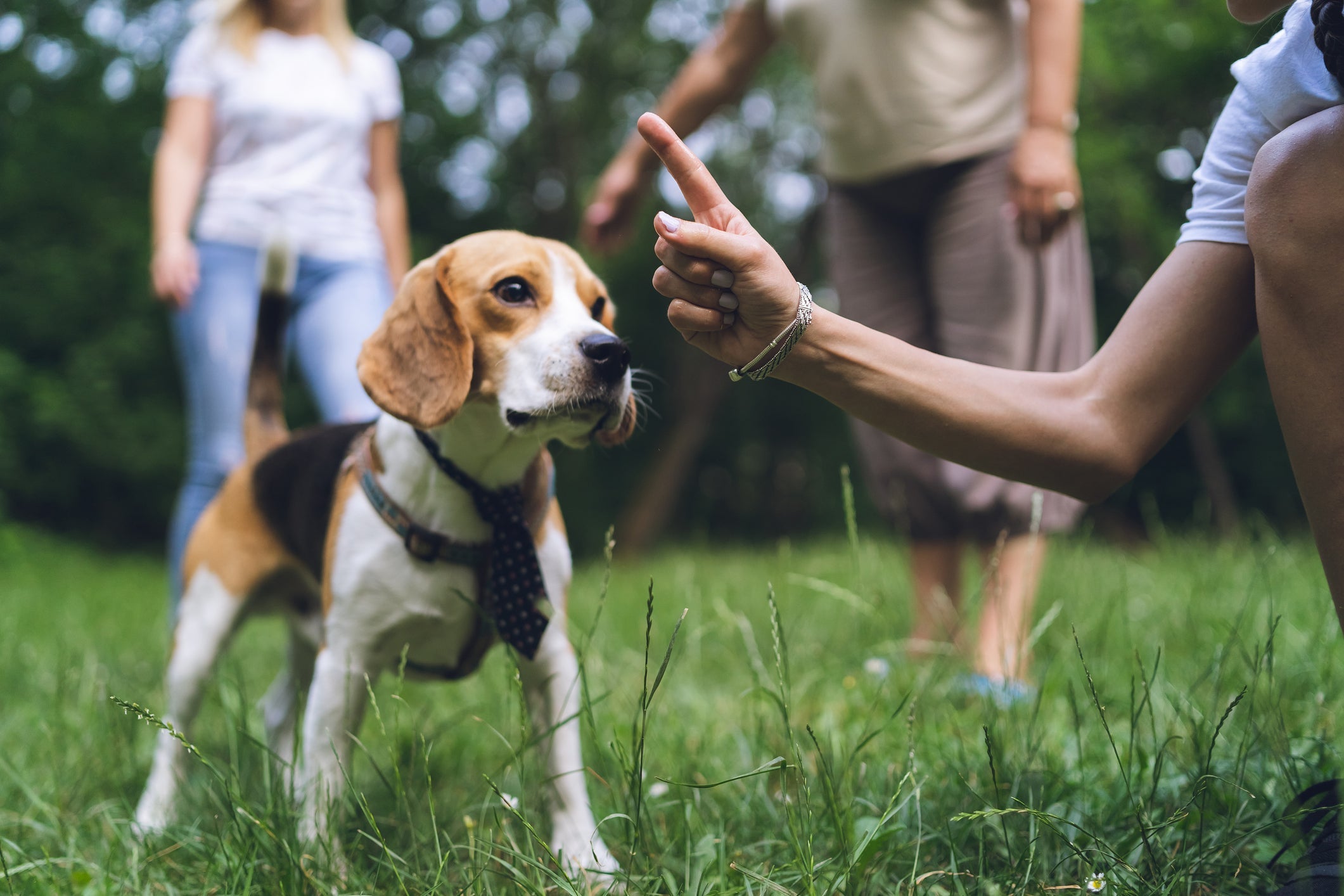 Meus cachorros estão se estranhando: fazer barulho é uma boa estratégia para separar o conflito