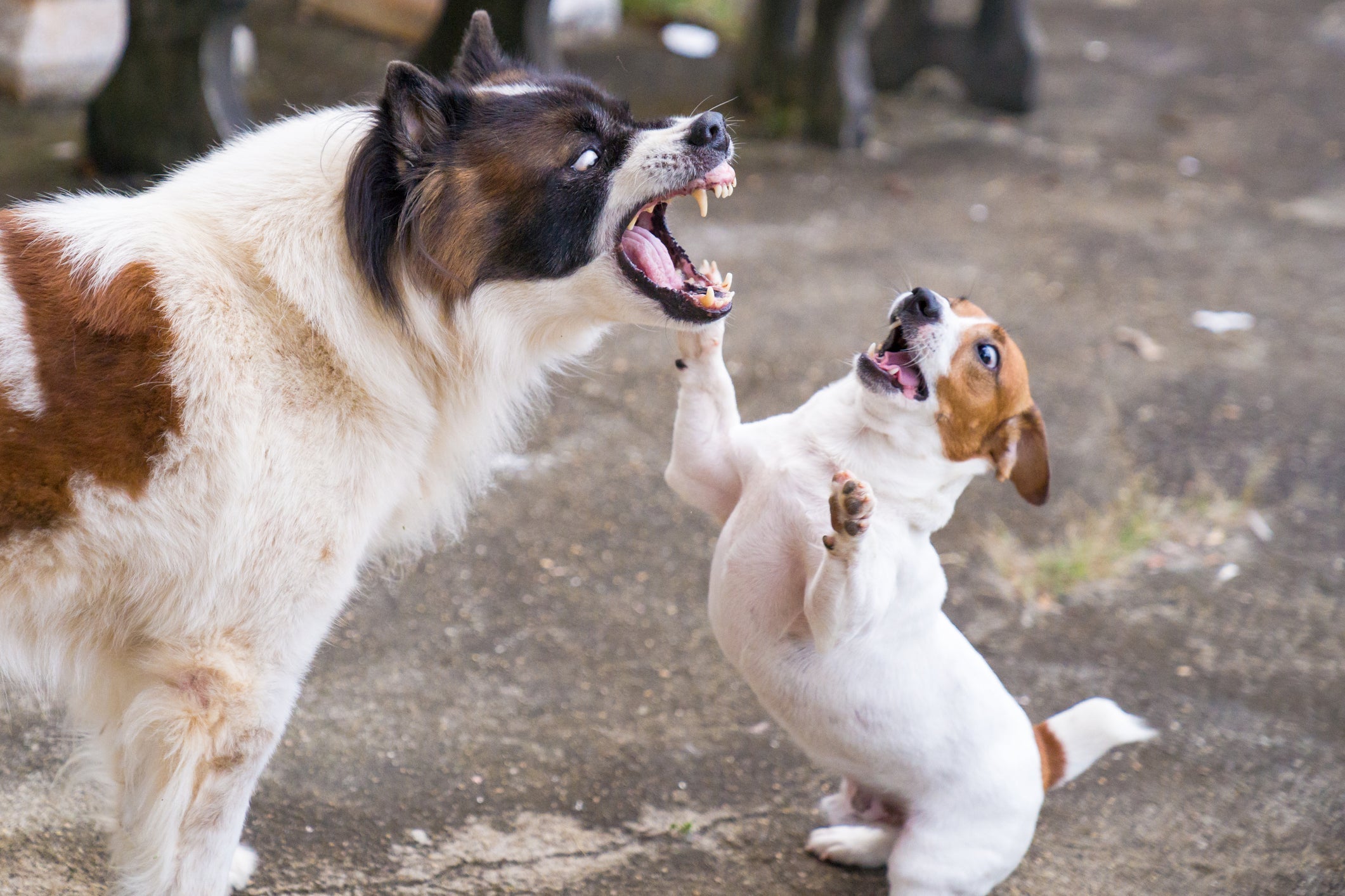 O cachorro se tremendo é sinal de medo e defesa