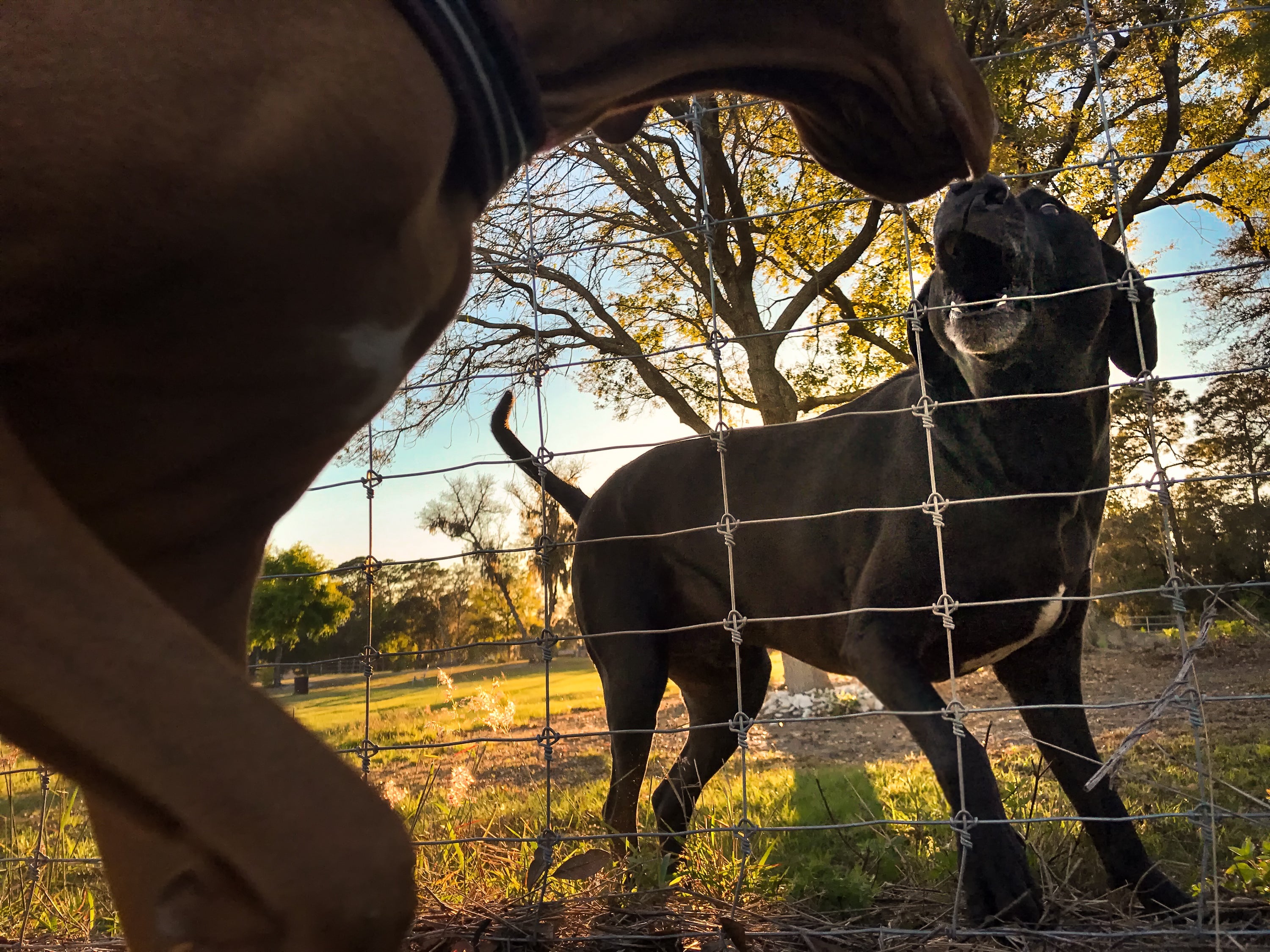 Barreiras podem impedir que a briga de cães aconteça