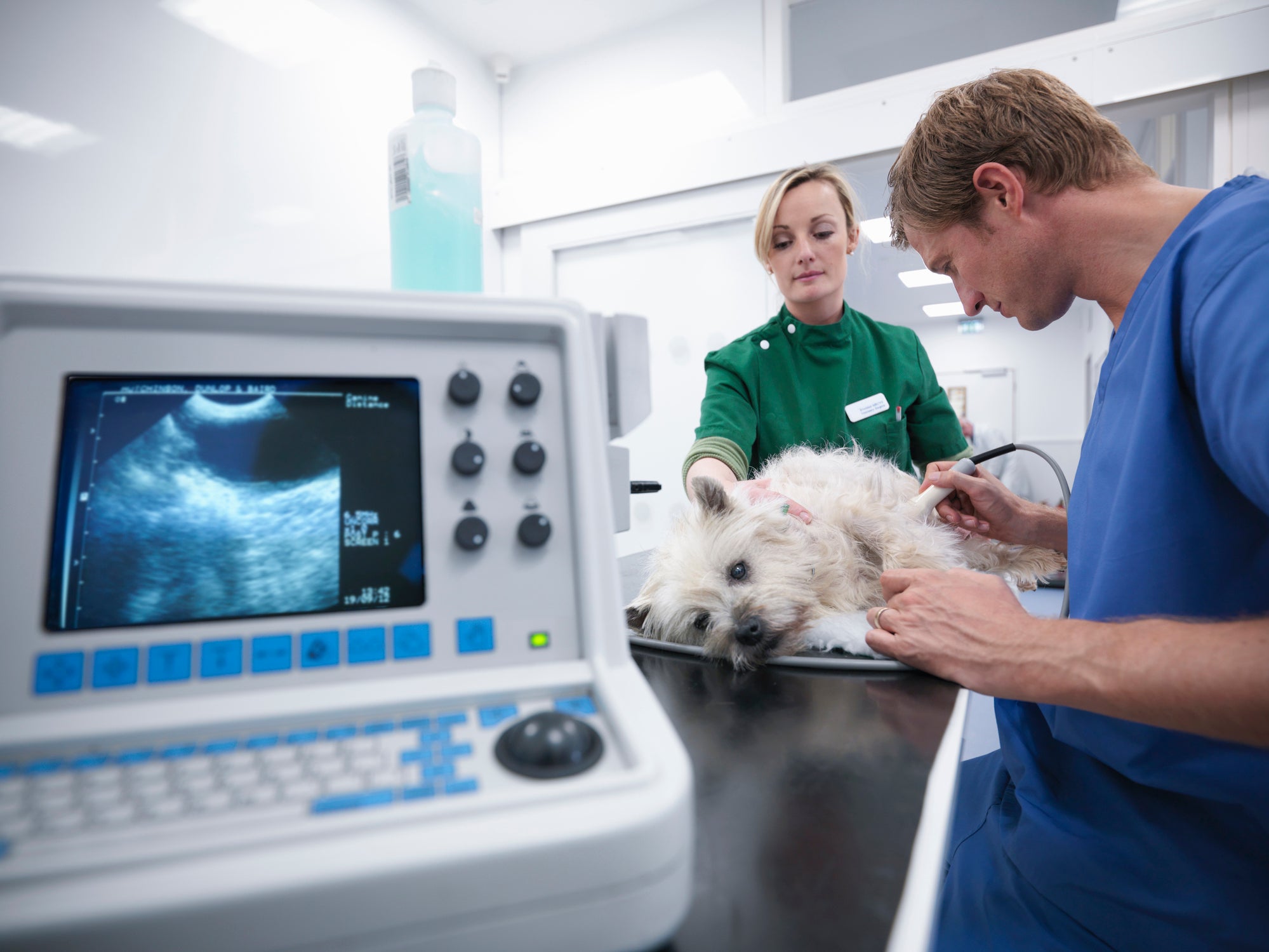 Para tratar shunt portossistêmico em cães, pode ser preciso realizar cirurgia, tomar remédios e mudar a dieta