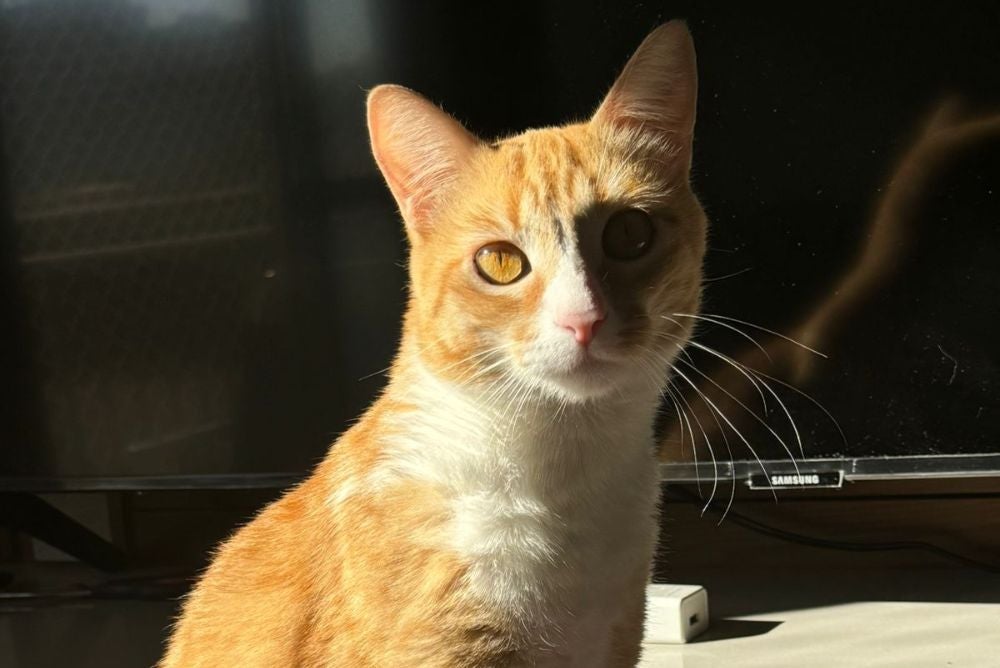 A melhor areia para gato, no caso da Wanda, é a sílica (Foto: Arquivo Pessoal)