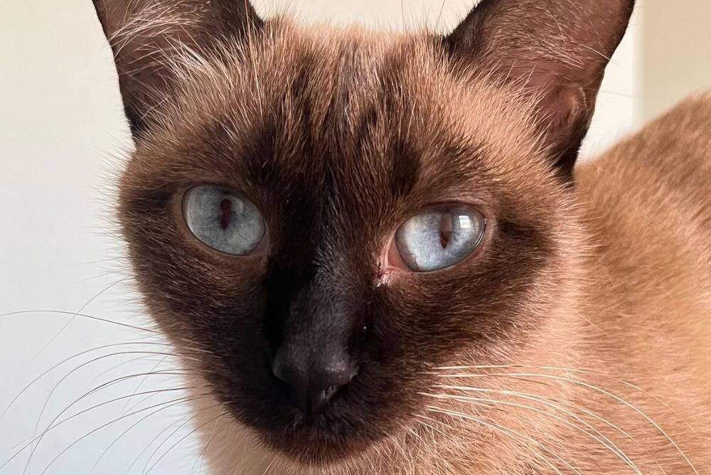 A areia para gato que a Taylor usa é a biodegradável (Foto: Arquivo Pessoal)