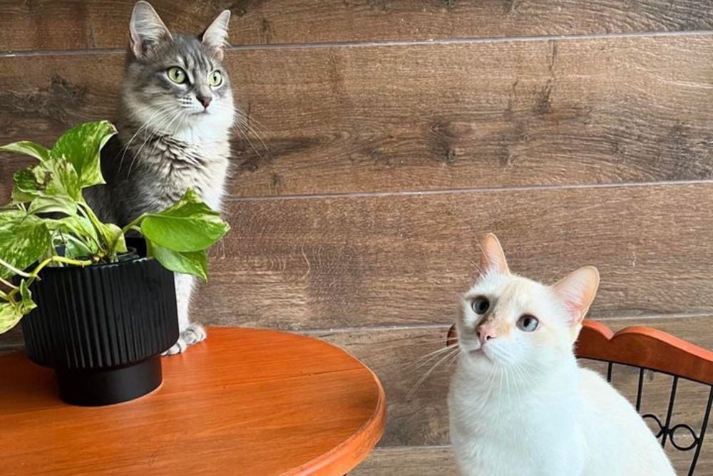 A melhor areia para gatos Oliver e Zoe é a de mandioca (Foto: Arquivo Pessoal)