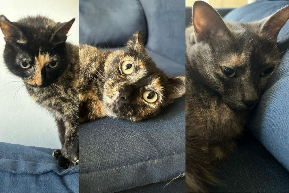 Caixa de areia para gatos: essas gatinhas usam a areia de argila(Foto: Arquivo Pessoal)