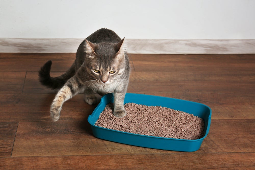 Areia para gato de madeira, argila e sílica são algumas das opções mais comuns do produto