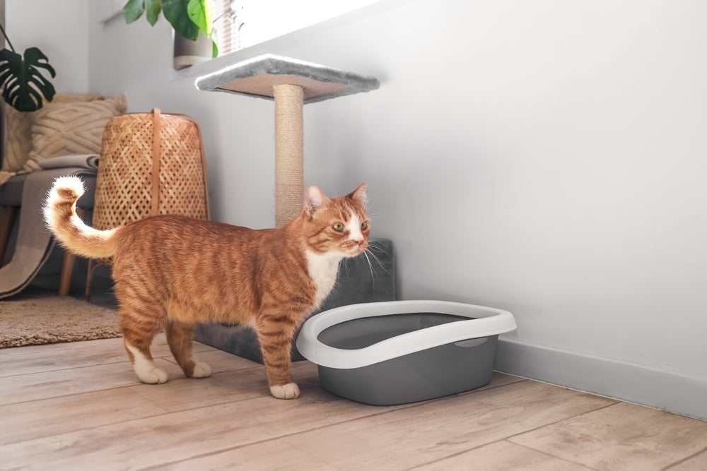 Caixa de areia para gatos: mantenha-a em um lugar fresco e arejado
