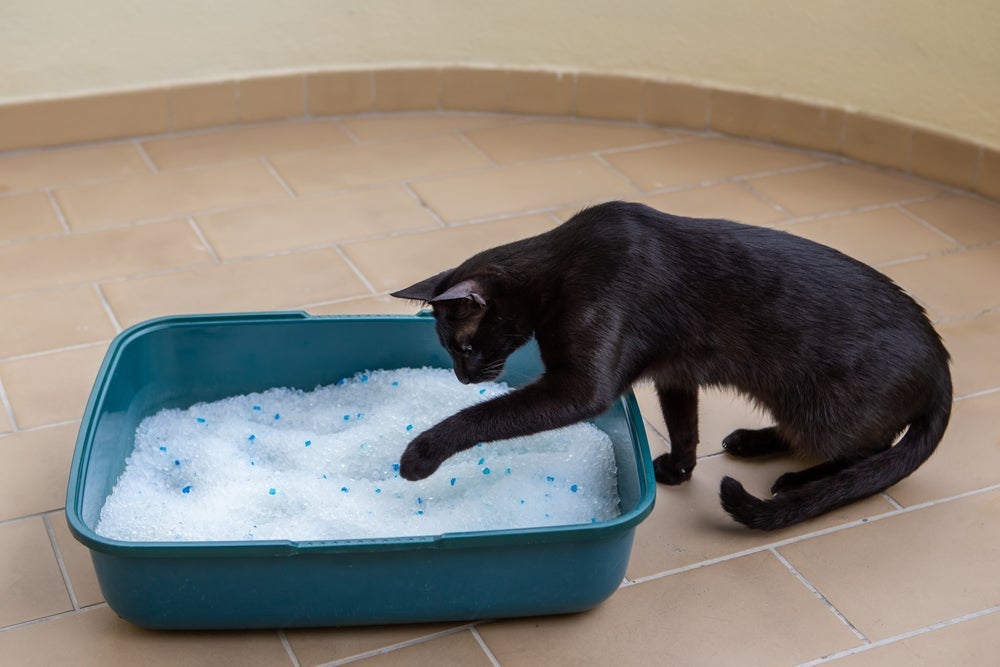 A areia sílica para gatos não deve ter grãos muito grandes