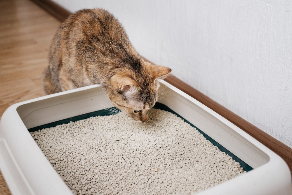 Areia para gatos de sílica, granulado de madeira ou argila: qual é o tipo mais adequado para seu bichano?