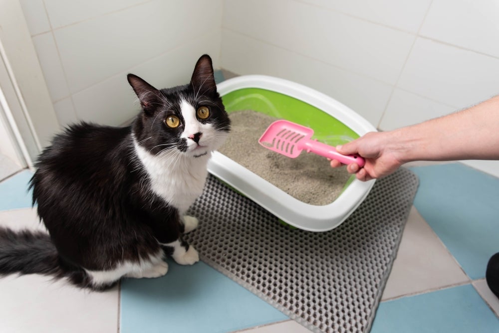 Areia sílica para gatos pode não ser a melhor opção