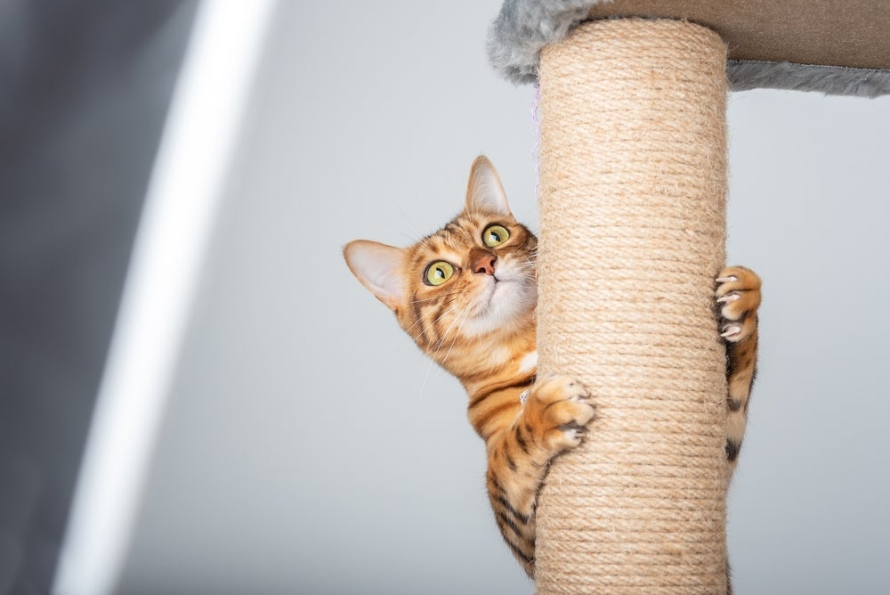 O arranhador de gato pode ser encontrado em vários modelos diferentes