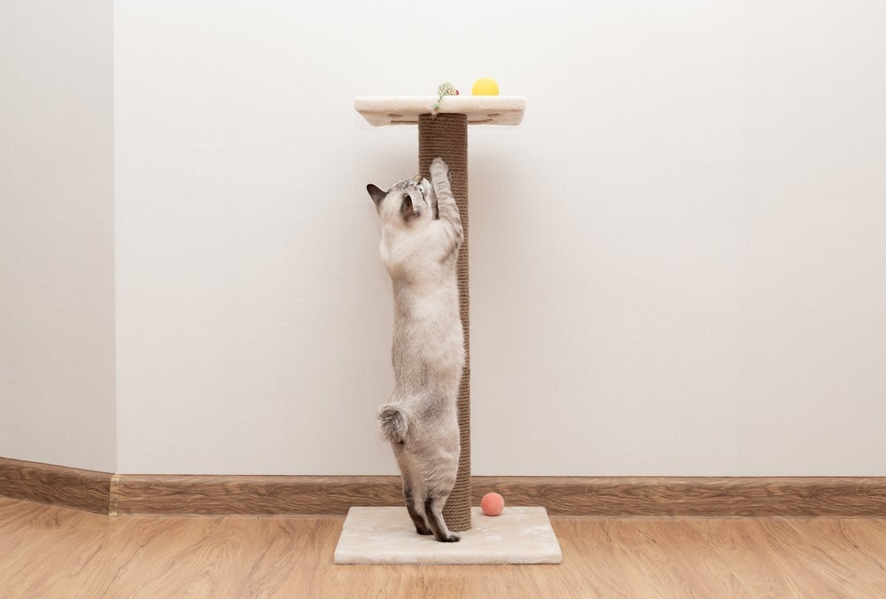 Incentivar o uso dos arranhadores para gato é uma forma de manter seu pet feliz e com melhor qualidade de vida