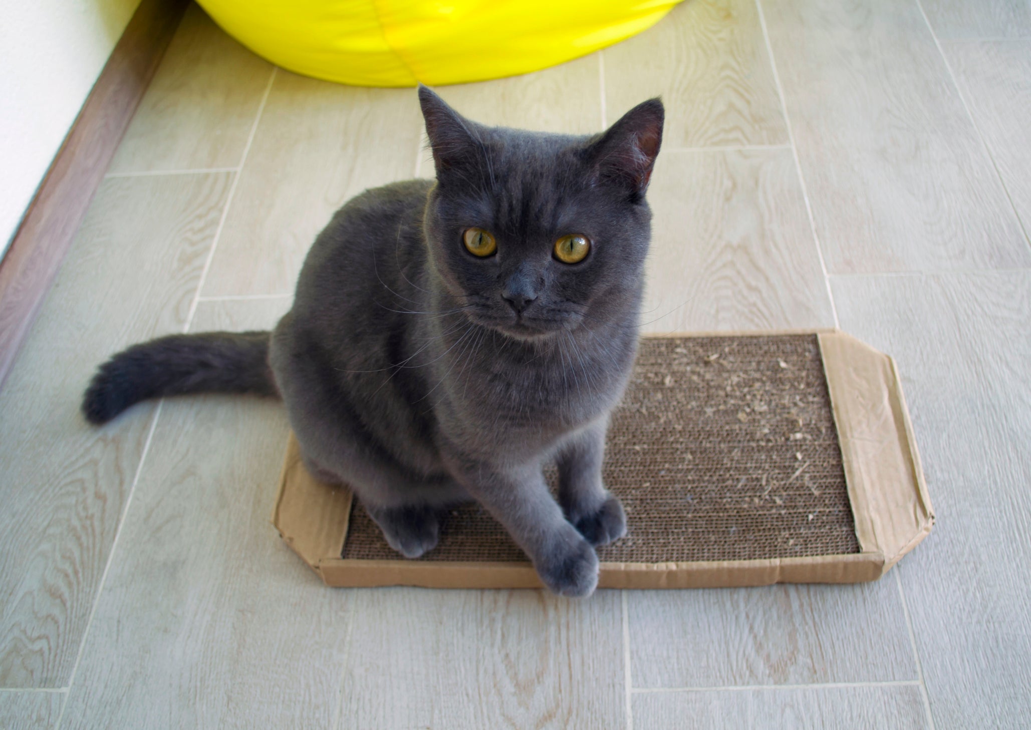 O arranhador de papelão é um acessório barato e divertido para os gatinhos
