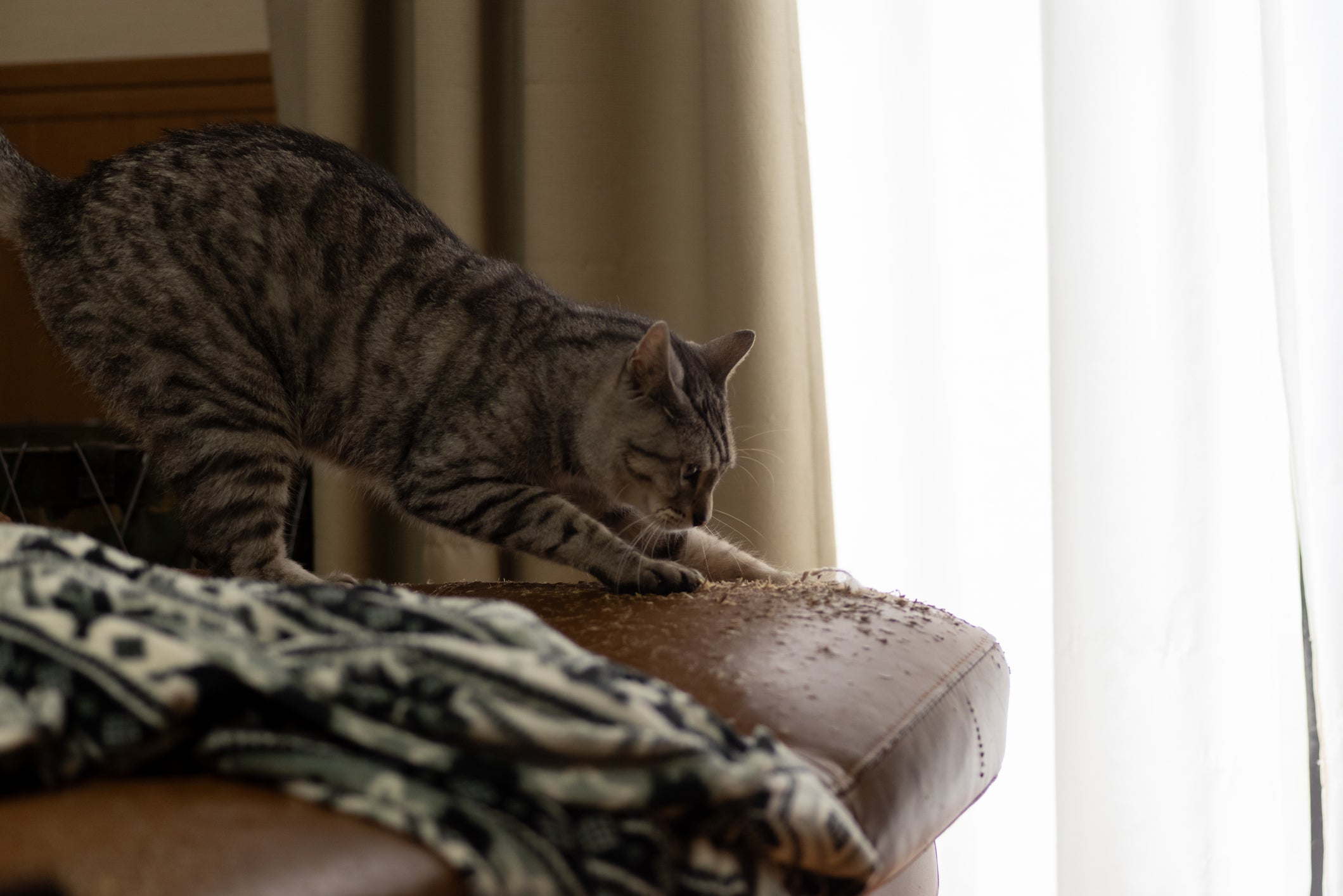 O arranhador de gato para sofá é uma forma de direcionar o pet para o lugar certo