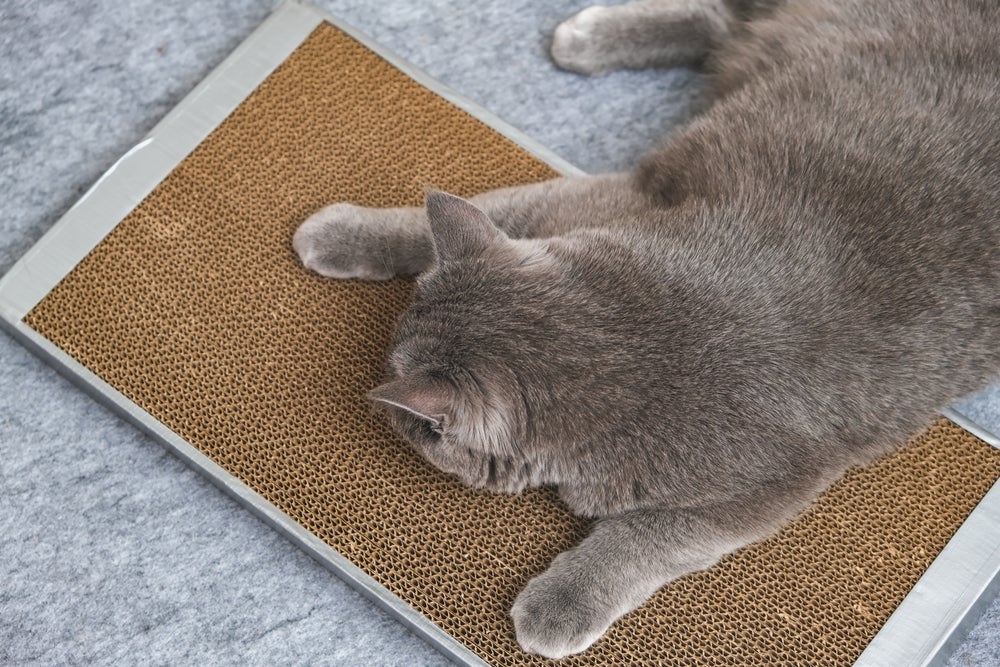 Já o arranhador de gatos feito com velcro ou carpete pode ser colocado em qualquer lugar.