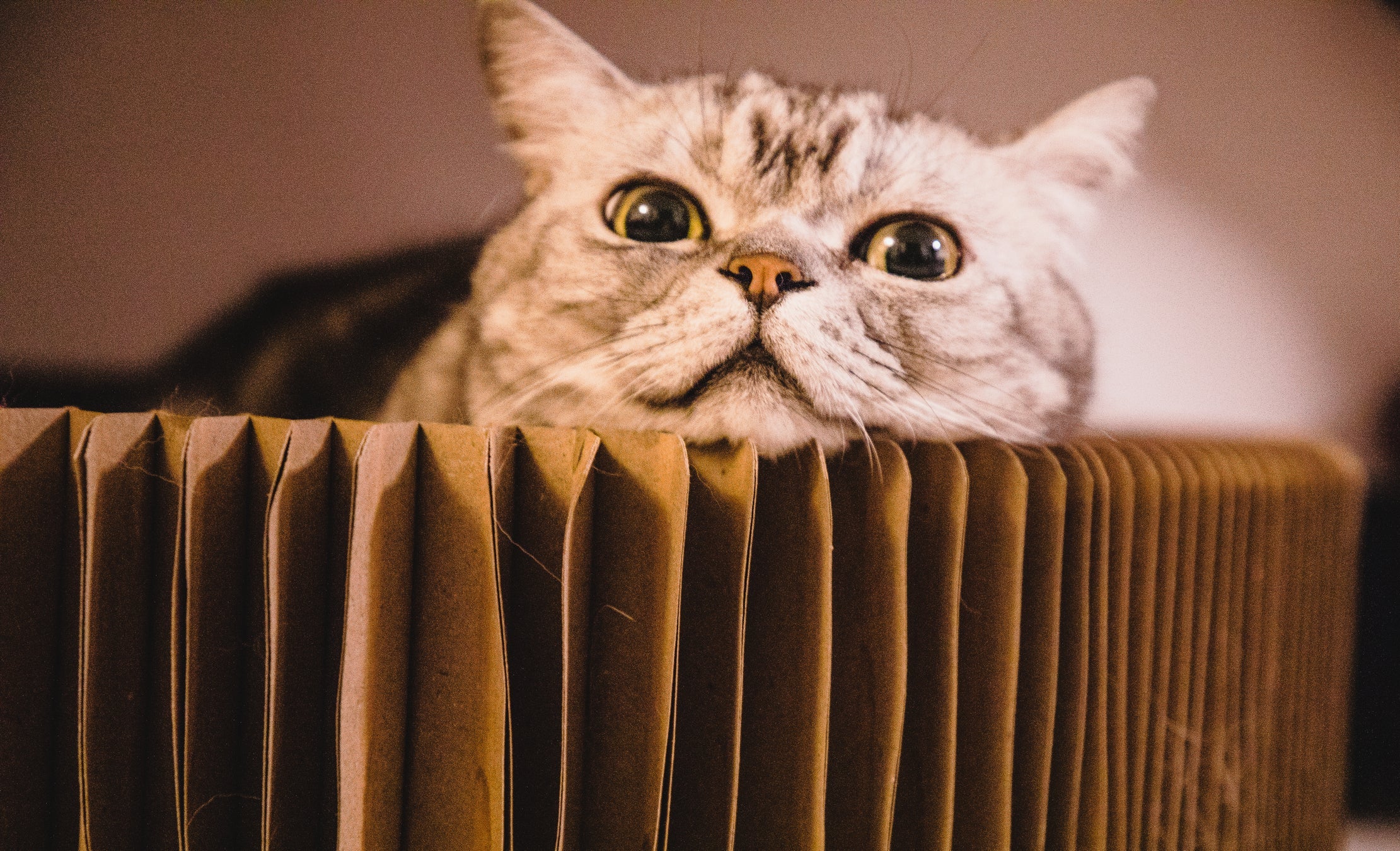 O arranhador de papelão para gatos é mais barato e uma opção sustentável