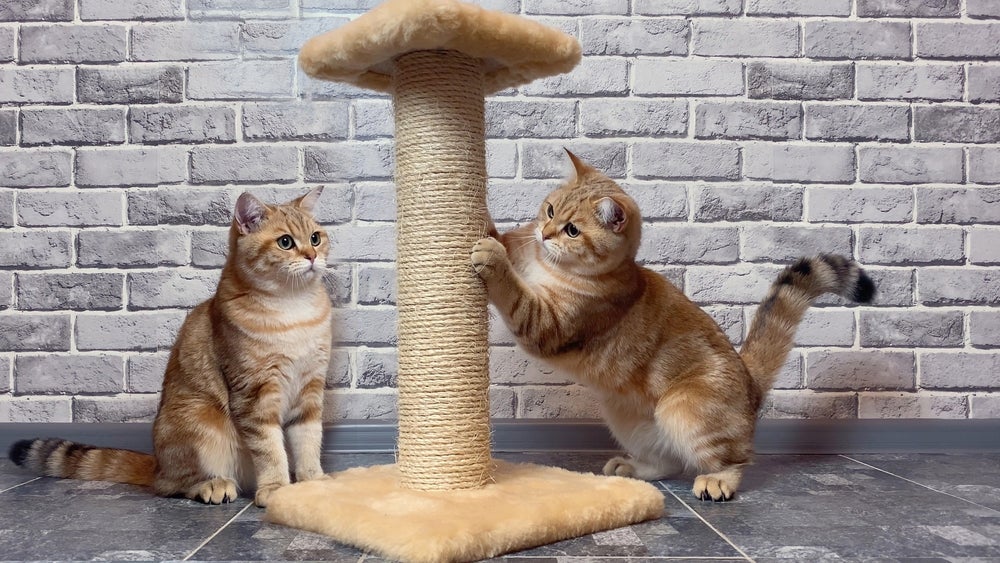 O arranhador para gatos com sisal é super fácil de fazer e os bichanos adoram!