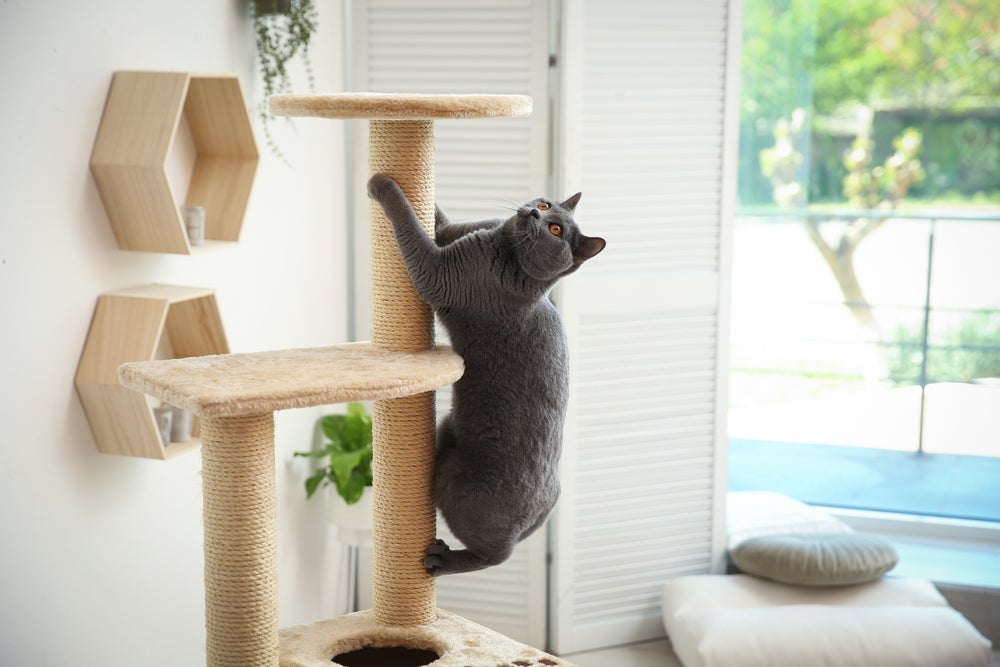 Colocar arranhador para gatos em locais estratégicos evita que o seu gatinho danifique os móveis.