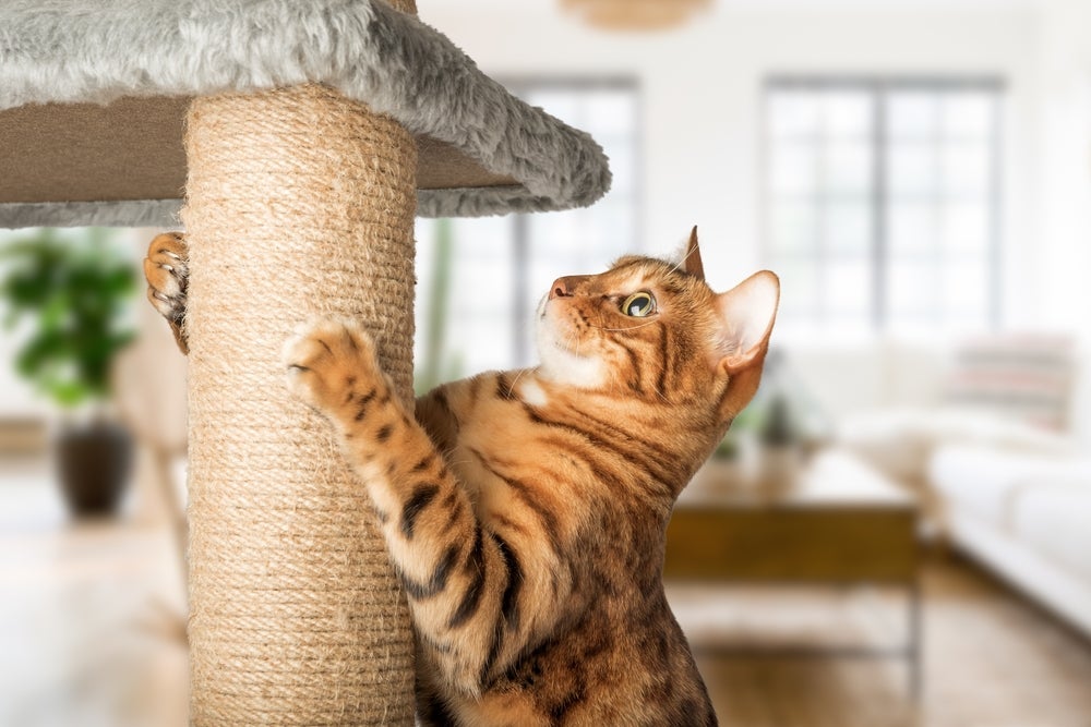 Arranhador de gato: tenha vários espalhados pela casa pois pode ser a solução contra as arranhaduras em locais errados.