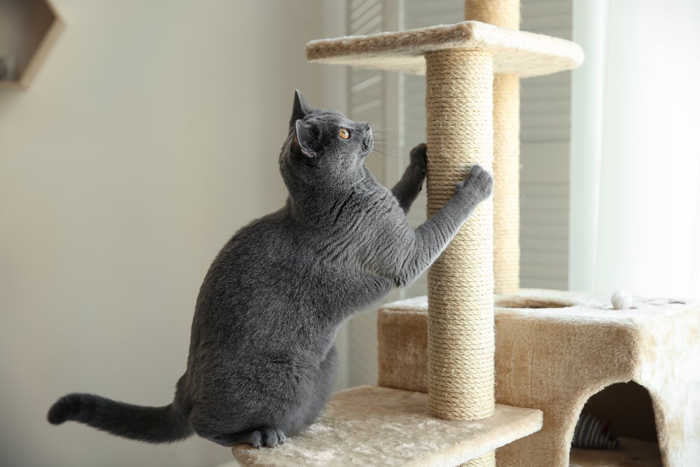 O arranhador para gatos de papelão é ecológico, prático e fácil de fazer.