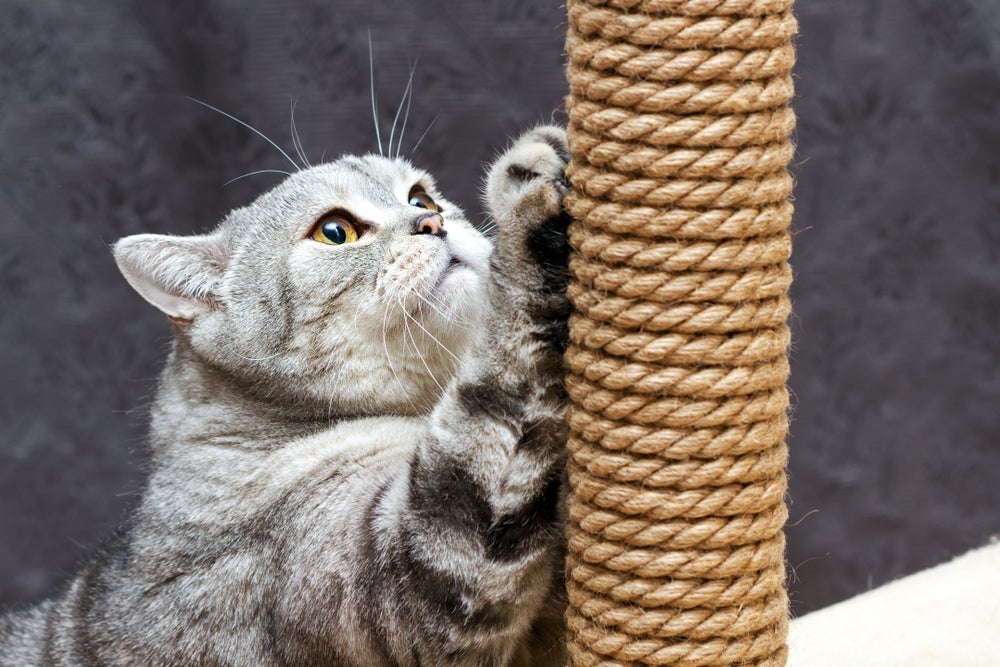 Arranhador para gatos é importante para ajudar seu bichano a aliviar o estresse!