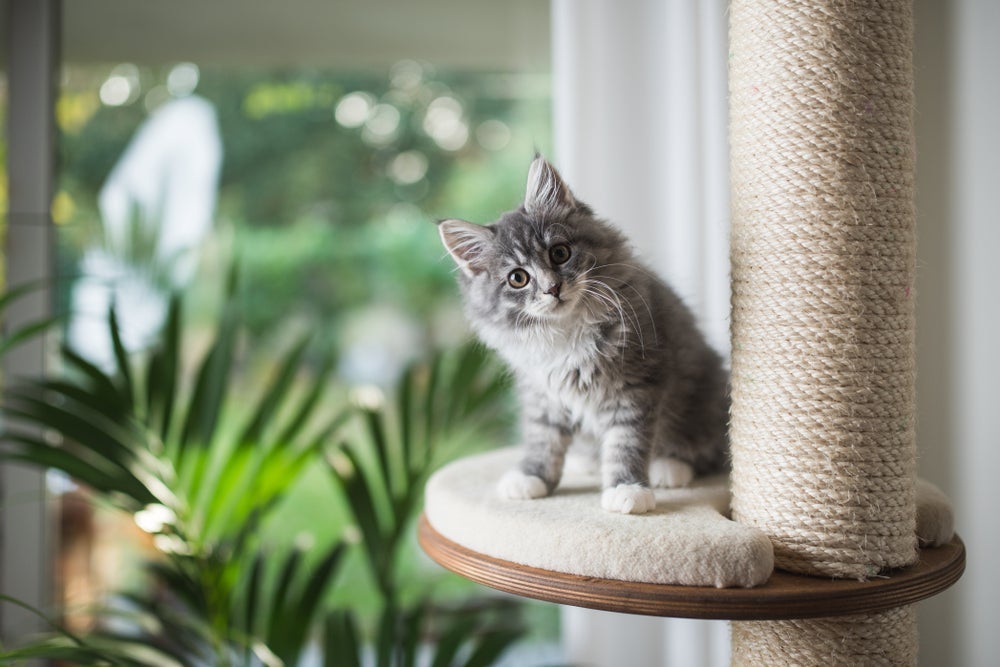 O arranhador para gatos é um acessório indispensável porque os bichanos têm uma necessidade instintiva de afiar as garras