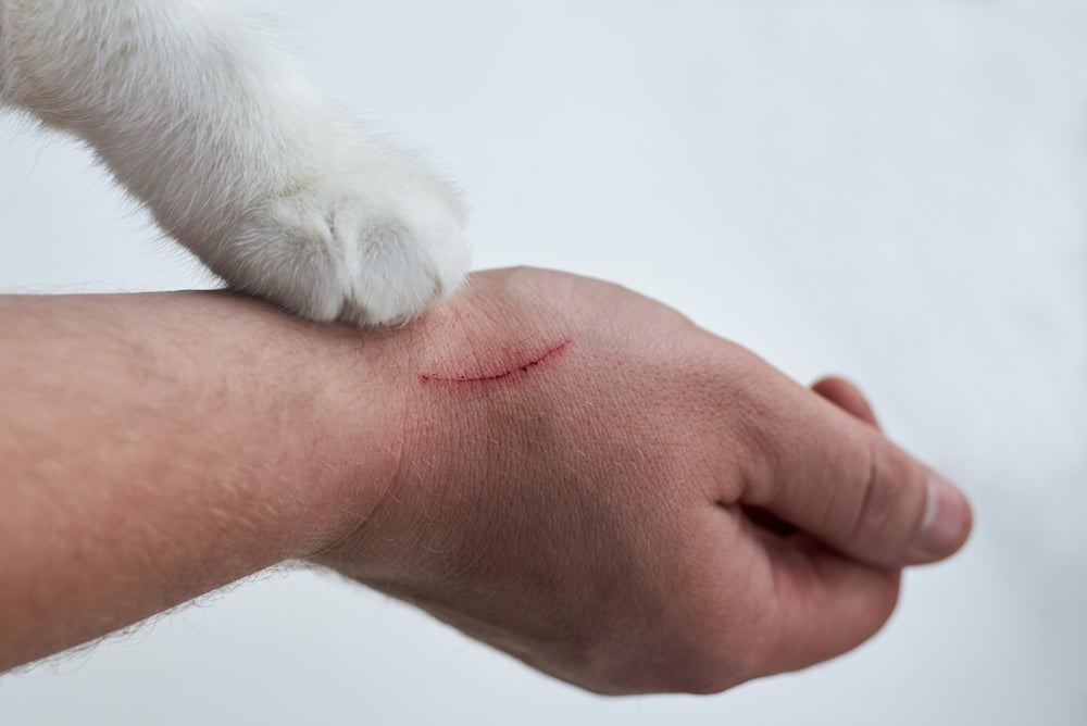 O arranhão de gato pode provocar doenças
