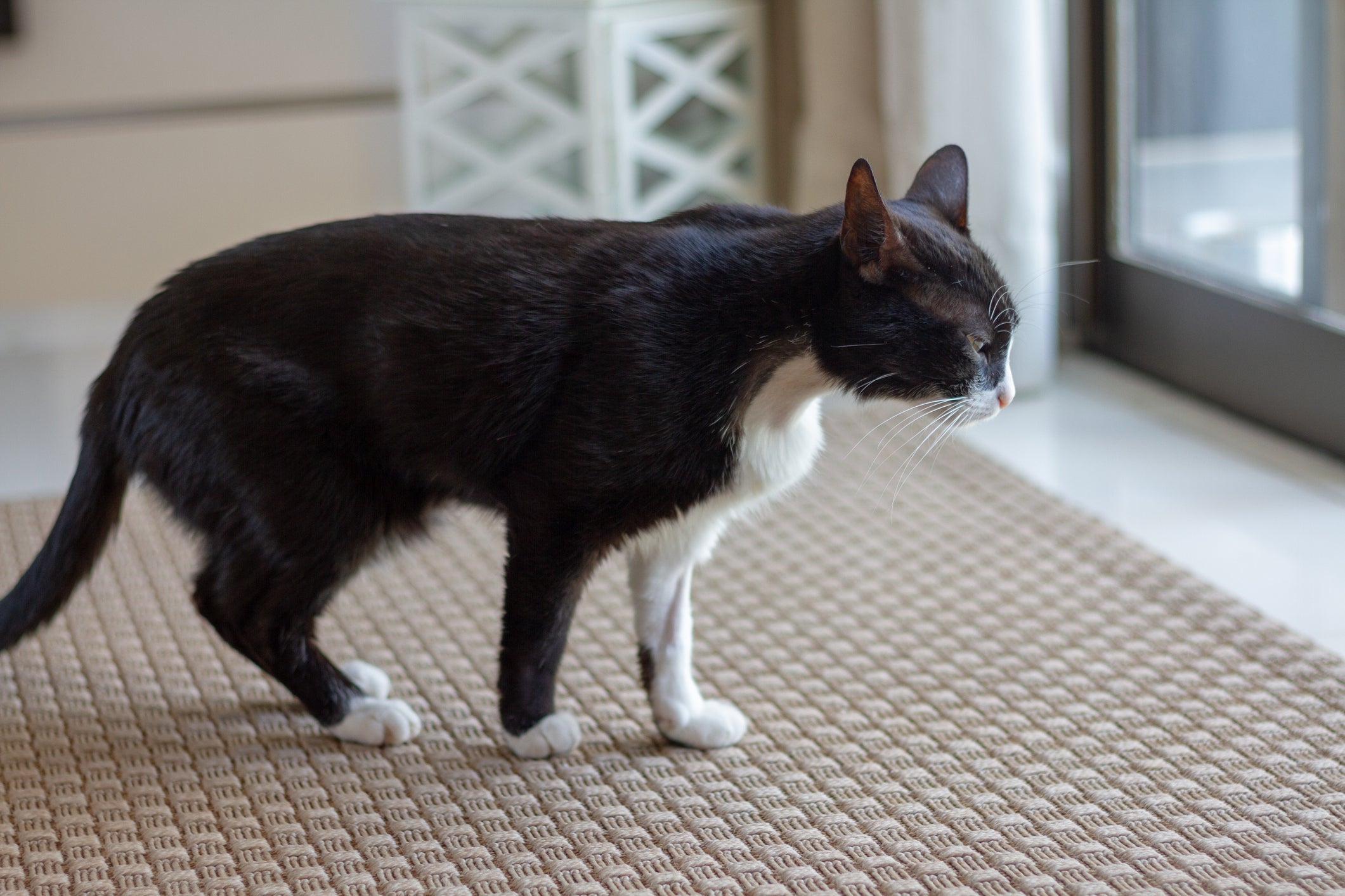A artrite em gatos causa dor, rigidez e diminuição da mobilidade, interferindo diretamente na rotina do animal