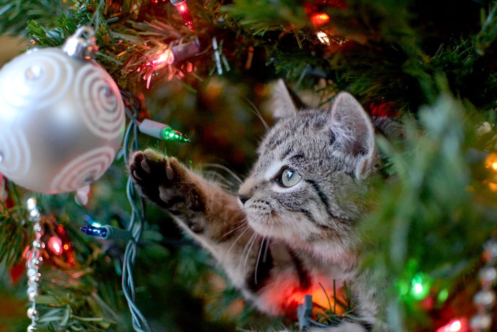 Árvore de Natal e gatos: evite itens decorativos muito chamativos, brilhantes e que se mexam