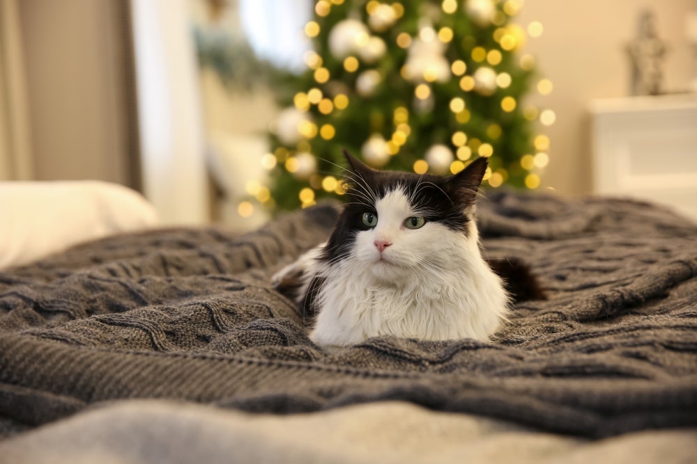 A árvore de Natal para quem tem gatos deve ter enfeites simples