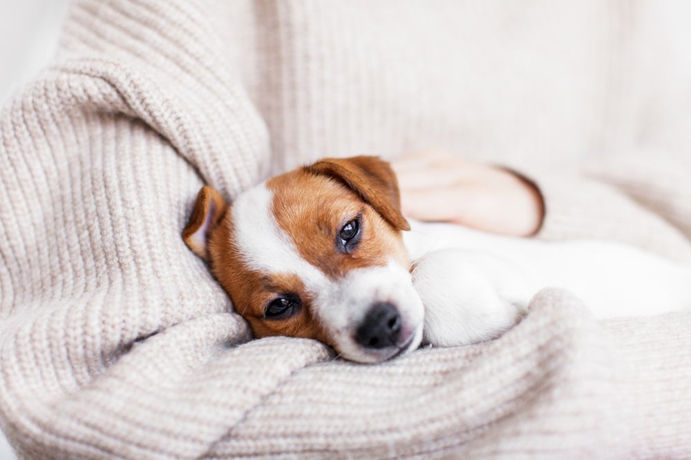 Ascite em cães: vermes podem causar barriga d'água em cachorro filhote