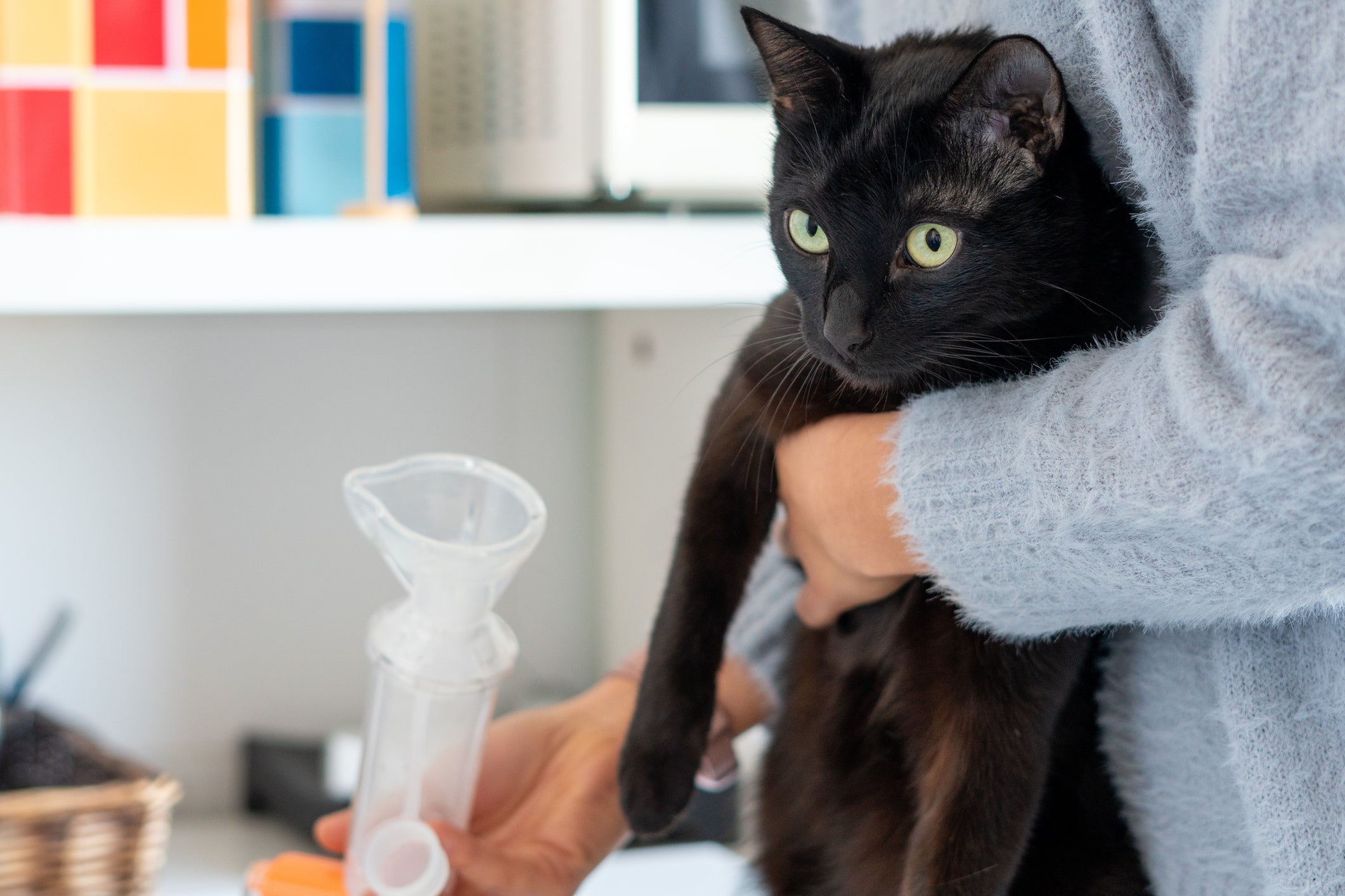 A qualquer sinal da asma felina, é essencial levar o gato no médico veterinário