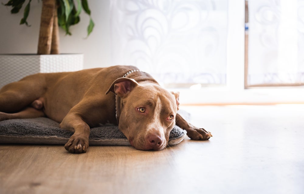O cachorro Pitbull pode ser um cão dócil se for bem cuidado e tratado