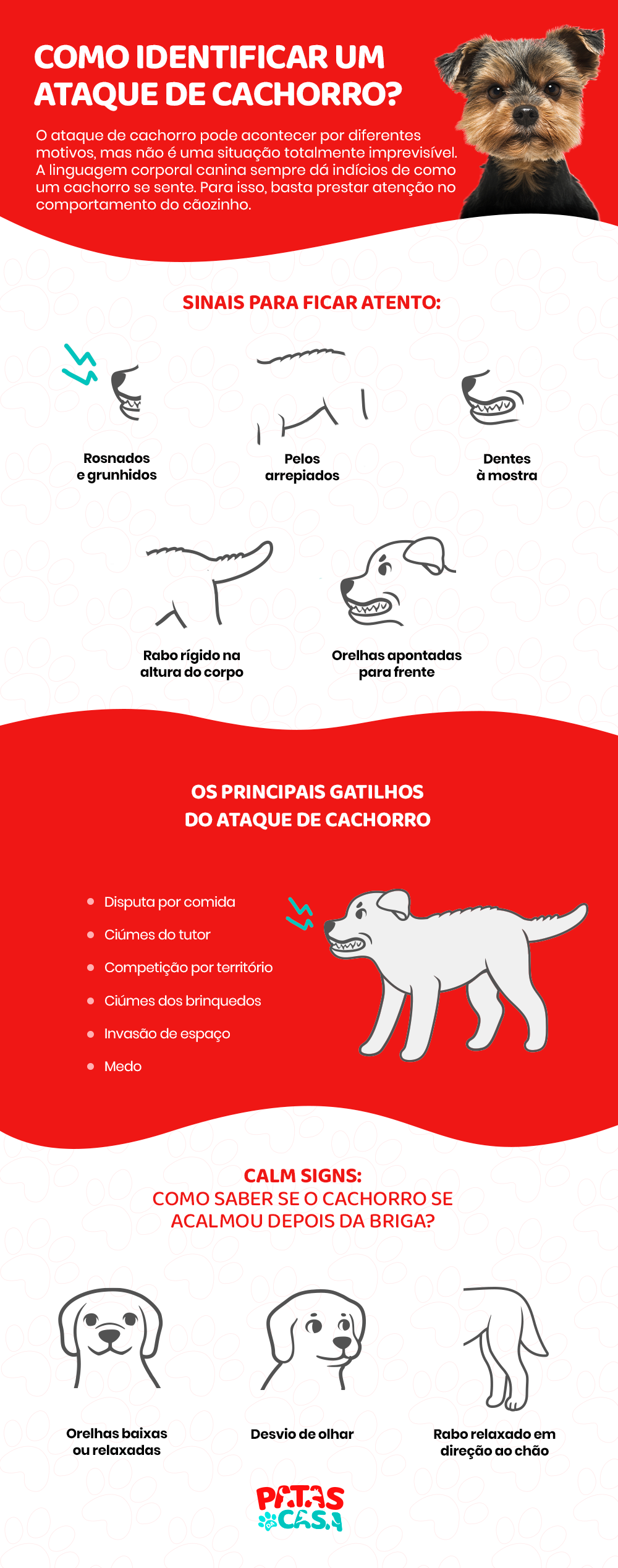 Cachorro rosnando e com os pelos arrepiados é um sinal de ataque. Aprenda a identificar a situação!