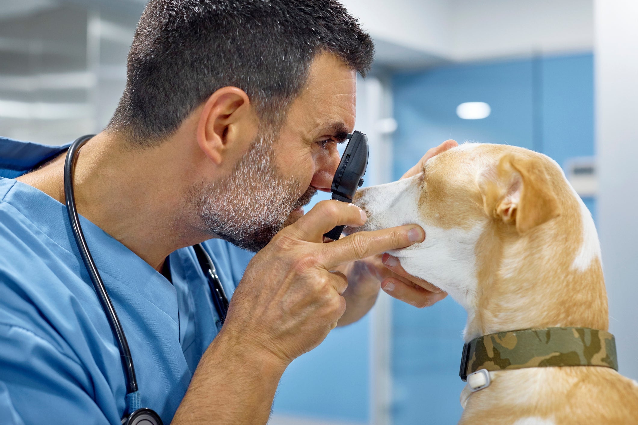 Saber quais são as especialidades da medicina veterinária ajuda o tutor a ter noção de onde se deve levar o pet doente