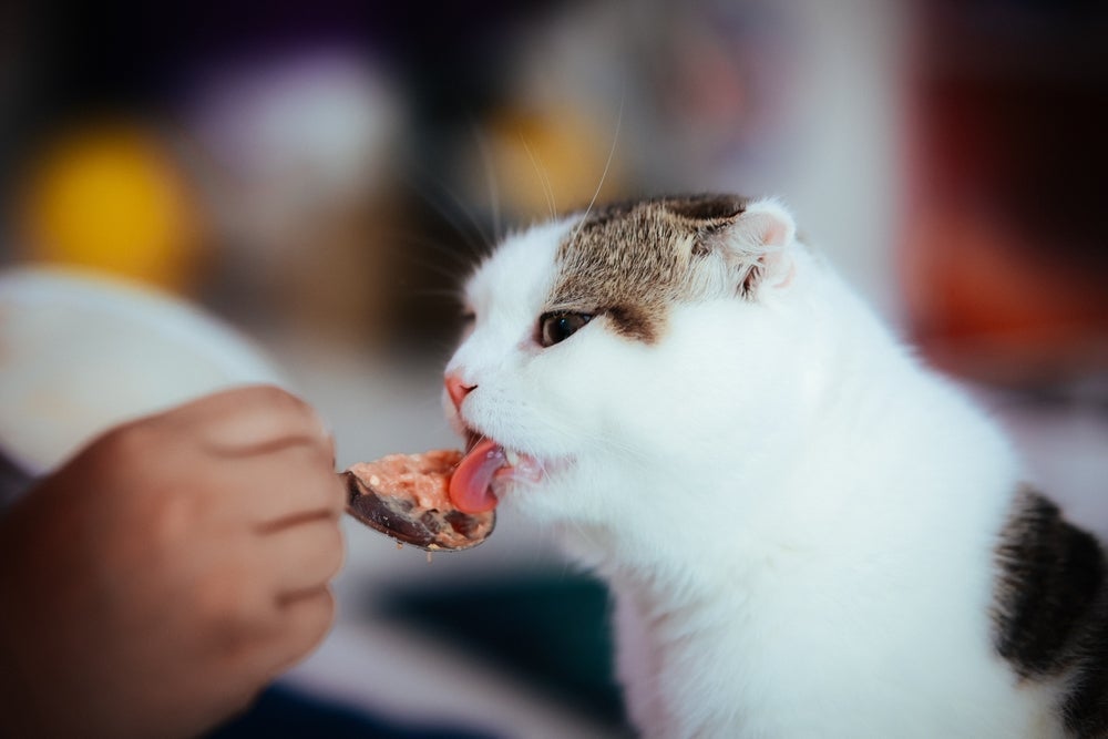 O sachê sabor atum para gatos faz muito sucesso entre os felinos