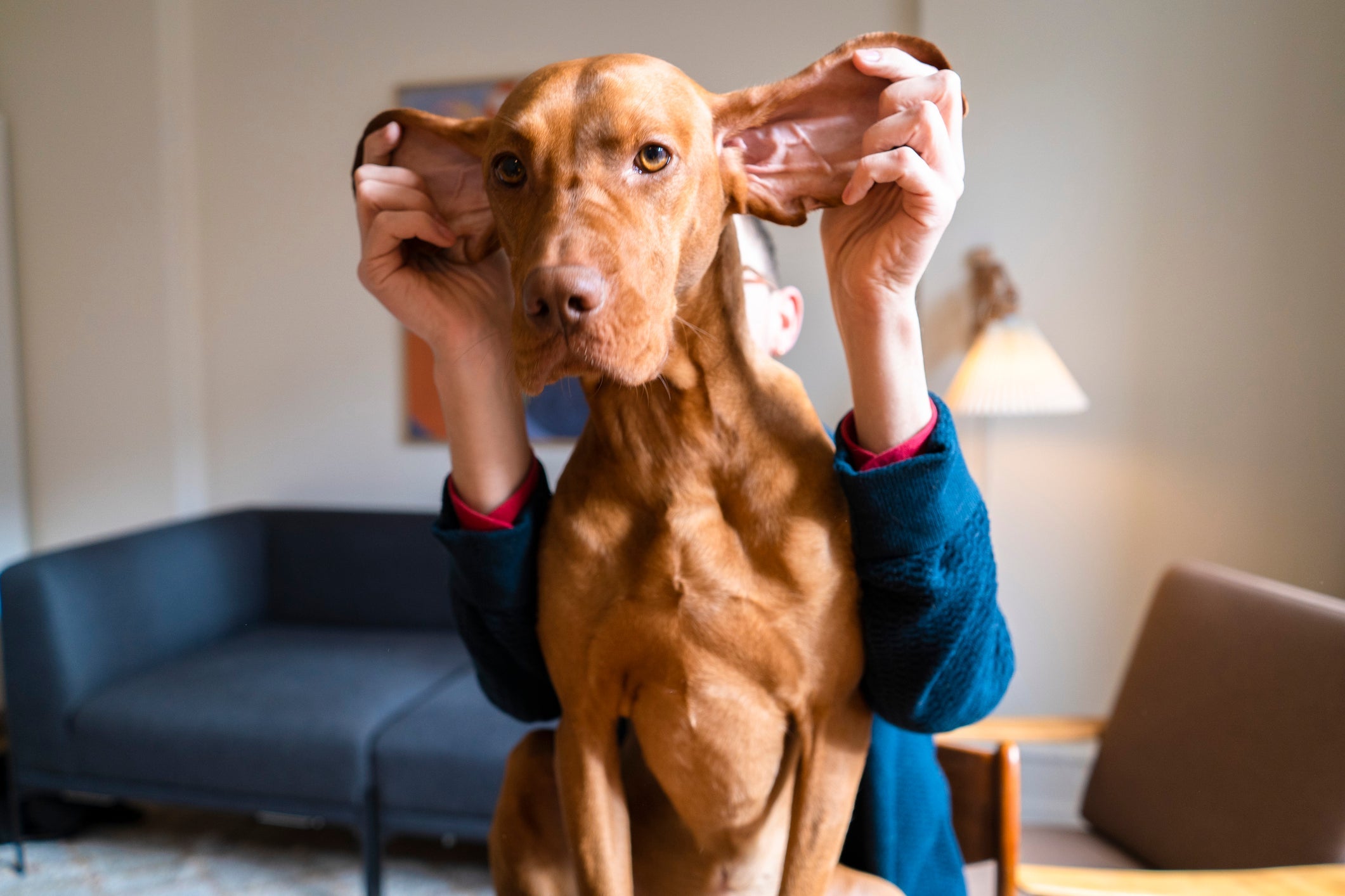 Com a falta da audição do cachorro, estí­mulos visuais devem ser priorizdos no treinamento do cachorro surdo